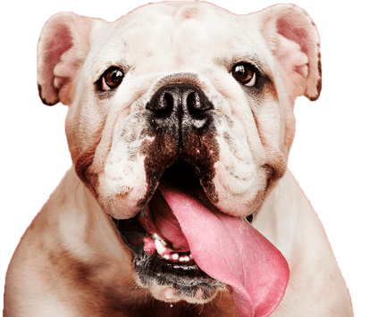 Dog Image