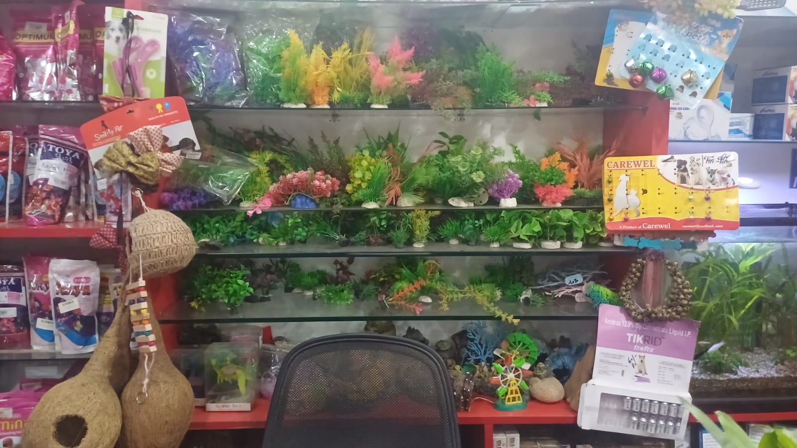 Aquarium Plant