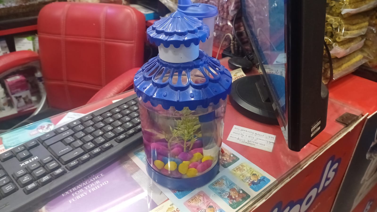 Fighter Fish Jar